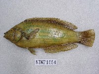 藏品(海豬魚)的圖片